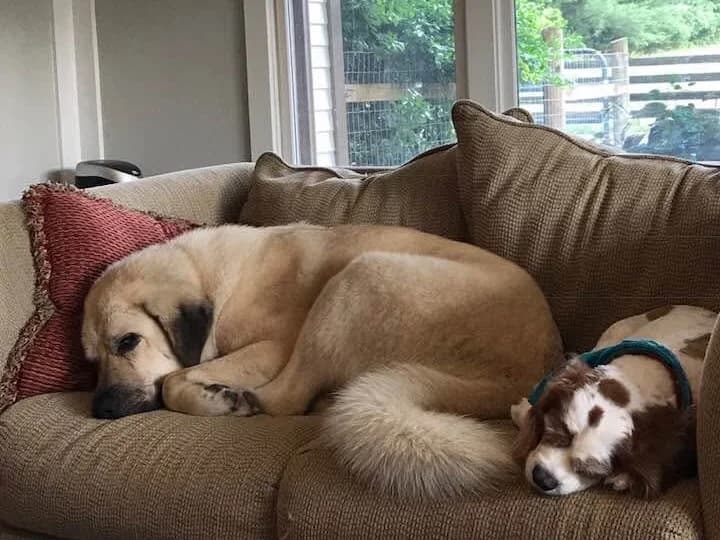 A large tan dog with a dark muzzle curled up asleep on a couch, with a small brown and white spaniel sleeping beside it