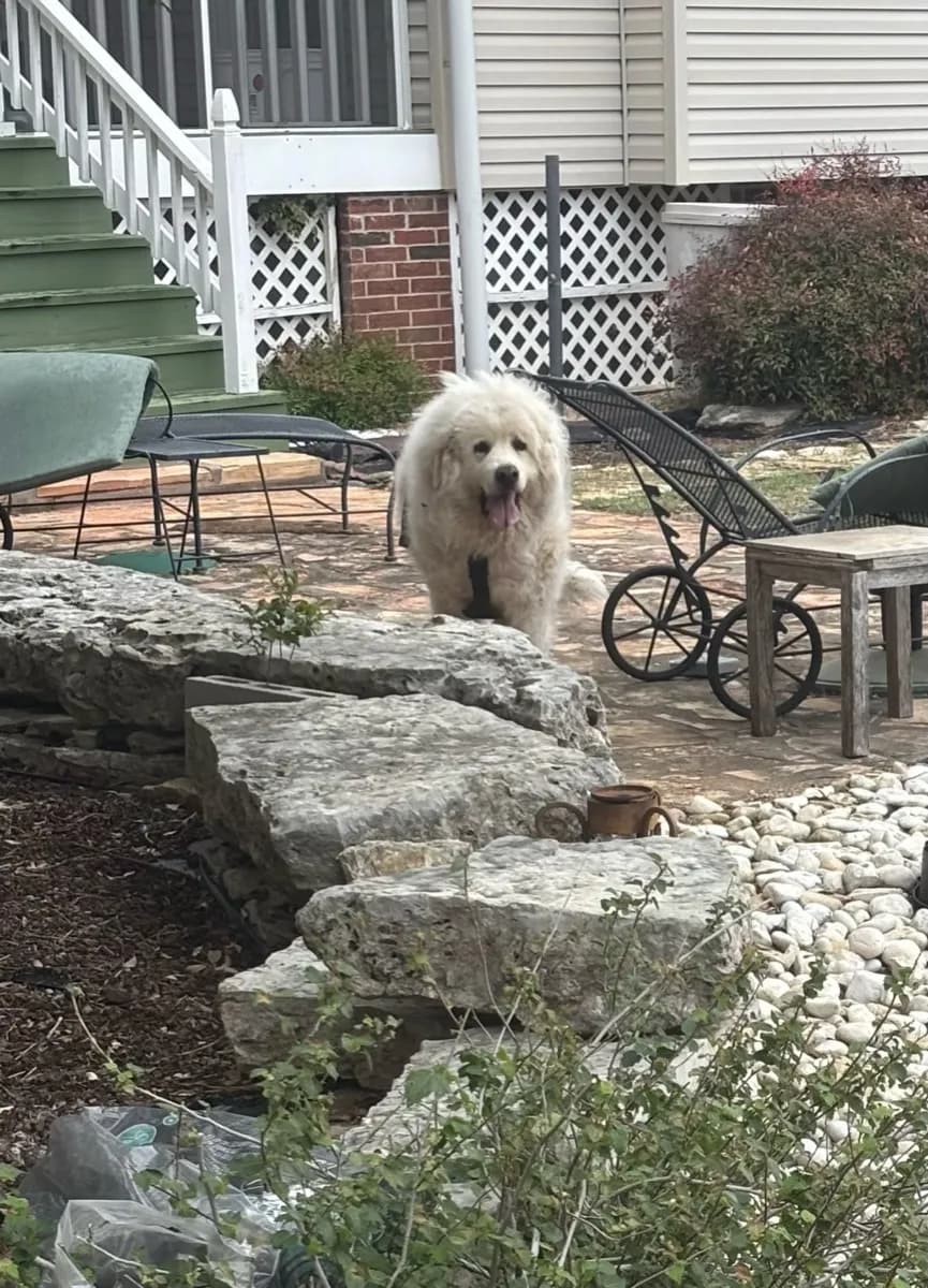 Henry, a white Great Pyrenees, standing on a stone patio in the backyard