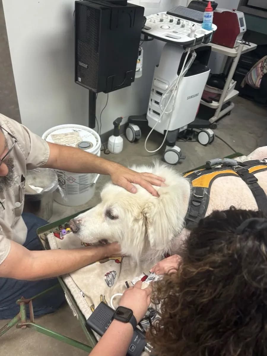 Henry being comforted by two people during an ultrasound at the veterinary clinic