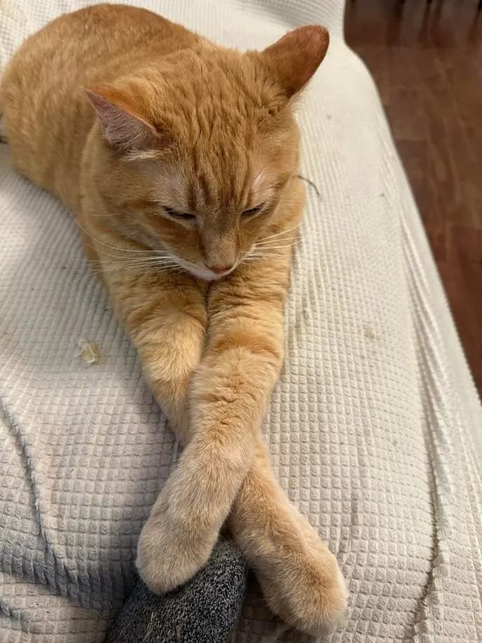 Titus, an orange tabby cat, lying down with his front paws crossed