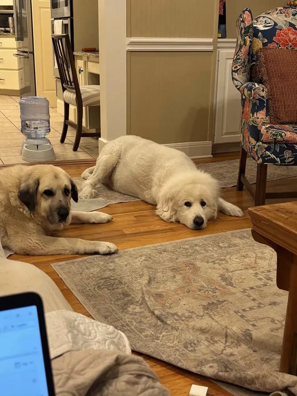 Two of Laura's senior dogs, Mattie and Henry, resting together on the floor at home