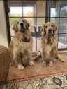 Emily K., PetCare Ally user