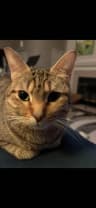Liz R., PetCare Ally user