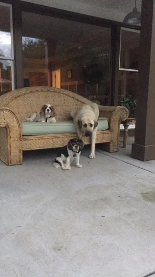 Three of Laura's dogs on the porch — a small spaniel and a larger tan dog on a wicker sofa, with a small black-and-white dog sitting in front