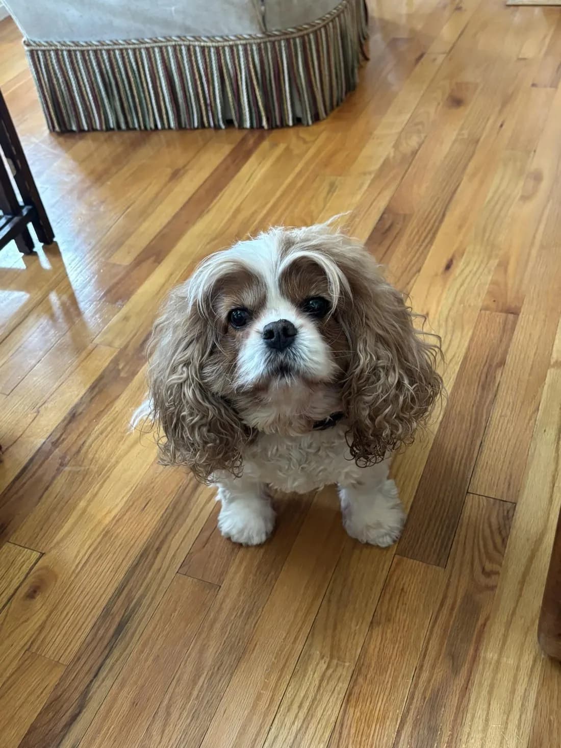Gemma, a small fluffy white and tan dog, sitting on a hardwood floor and looking up at the camera