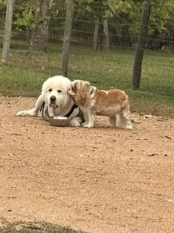 Henry lying outdoors next to Mattie, a smaller tan and white spaniel sniffing his face