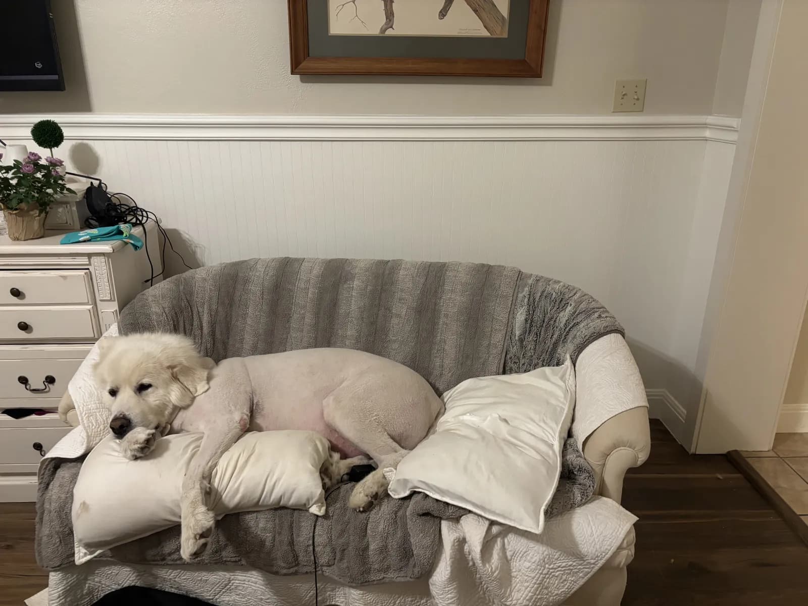 Henry, a large white Great Pyrenees, stretched out asleep on a loveseat with his head resting on a pillow
