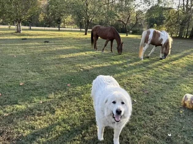 Henry, a large white Great Pyrenees, standing in a grassy field with horses grazing behind him