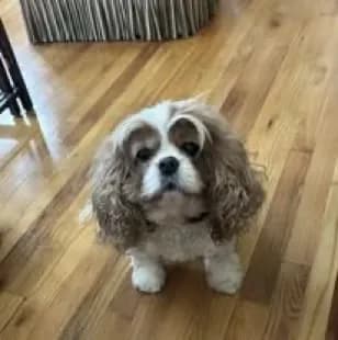Mattie, a small tan and white spaniel, sitting on a wood floor looking up