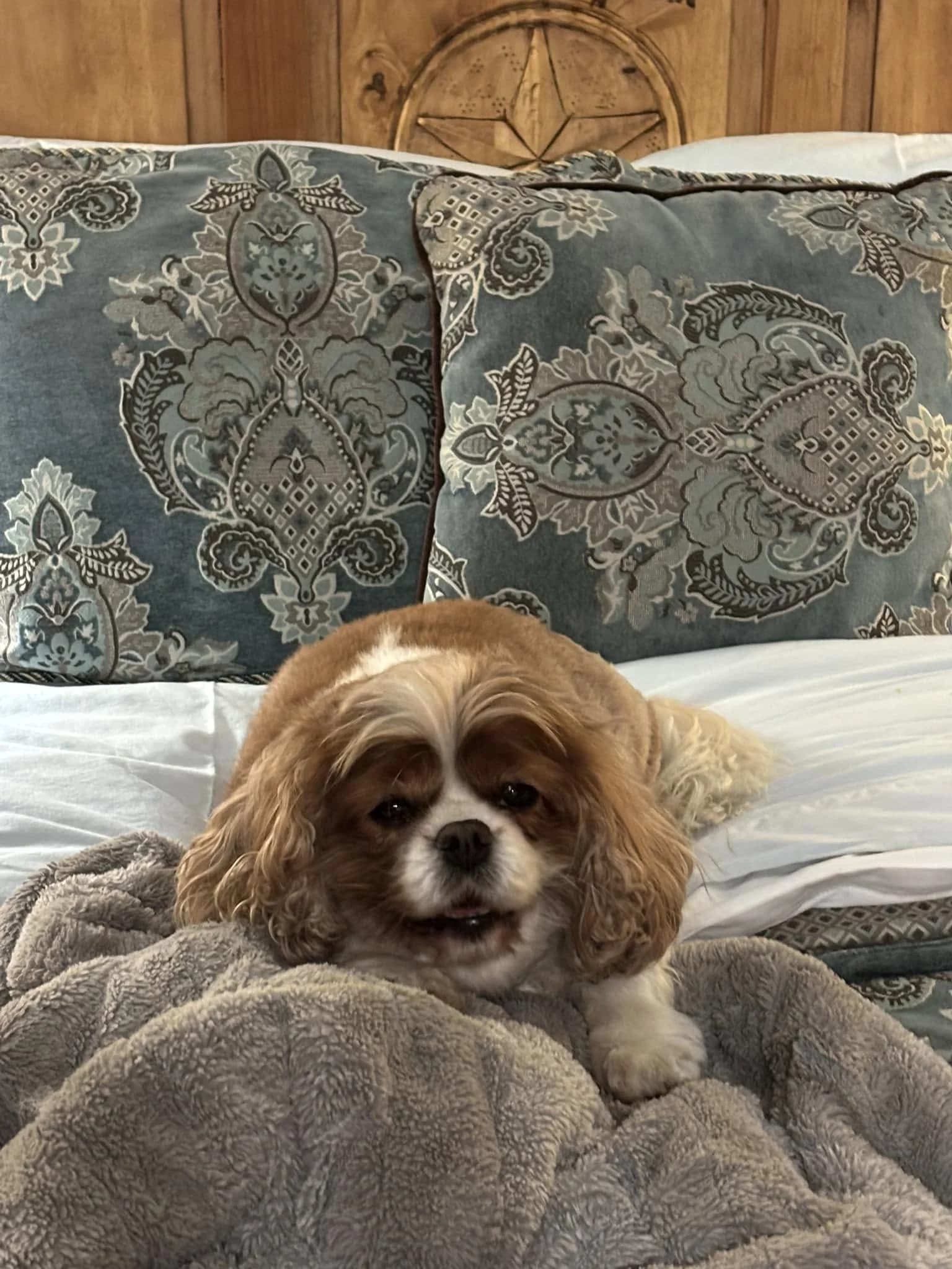Mattie, a chestnut and white Cavalier King Charles Spaniel, lying on a bed under a gray blanket and looking at the camera