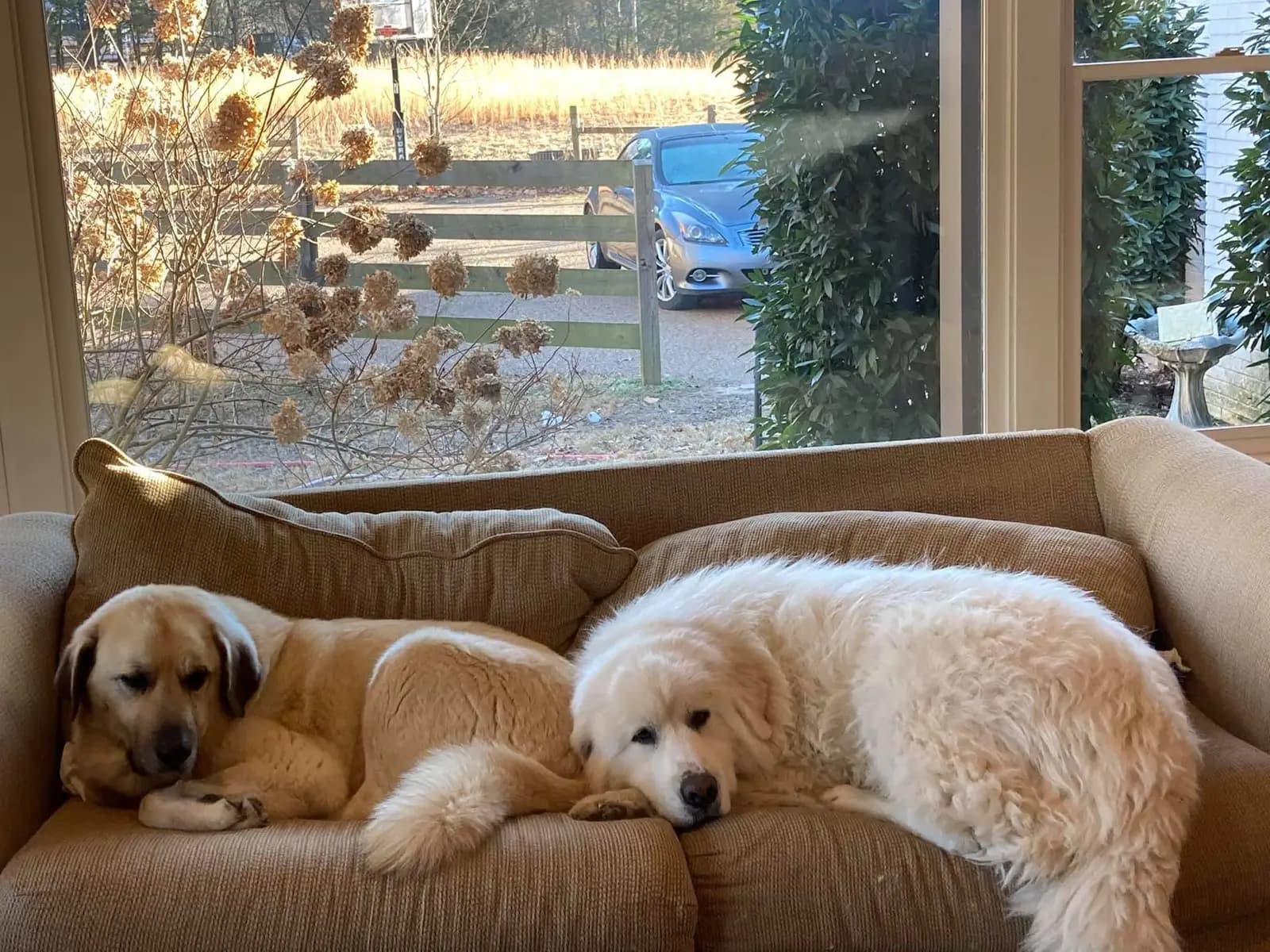 Two large dogs resting side by side on a tan couch in front of a sunny window, a tan dog with dark ears curled up beside a fluffy white dog