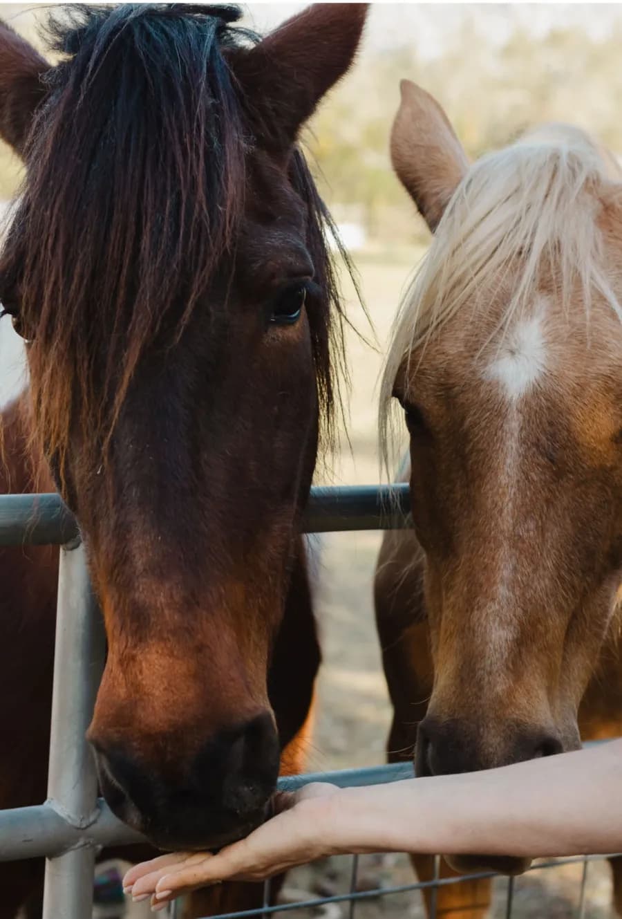 A dark bay horse and a palomino with a white star lean over a metal gate toward an outstretched hand